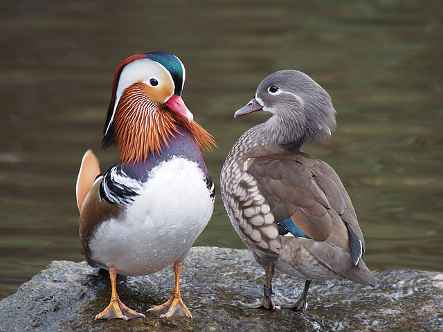 Wildenten